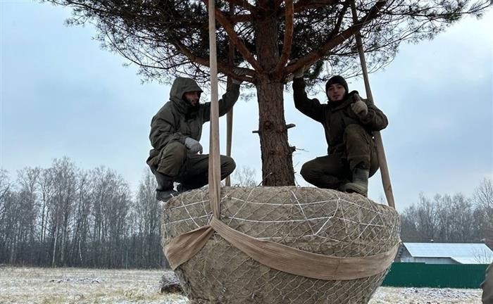 Виды пересадки растений&lt; Span&gt; Ранее я уже писала о видах и сортах корневой системы. Сегодня мы поговорим об упаковке. Как правило, посадочный материал