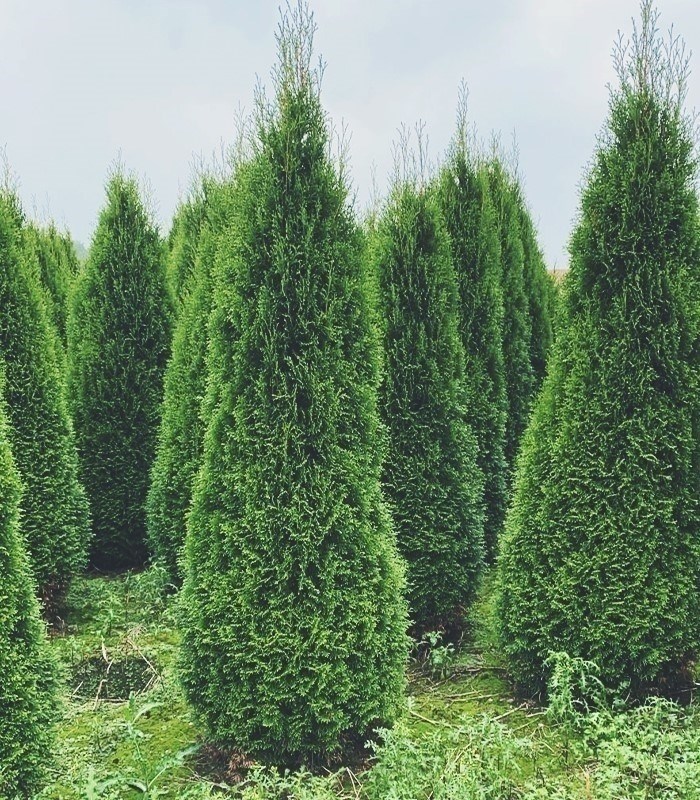 Thuja Smaragd - Высота 1-1. 25 м