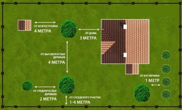 Планирование посадки деревьев